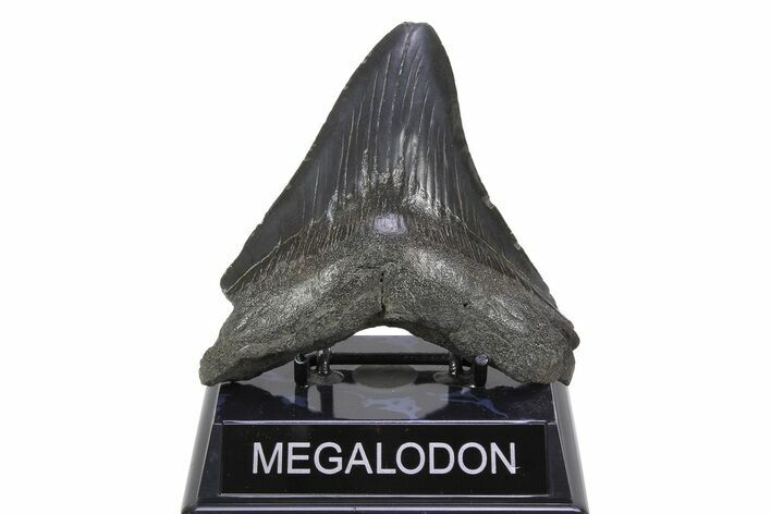 Serrated, Fossil Megalodon Tooth - South Carolina #299732